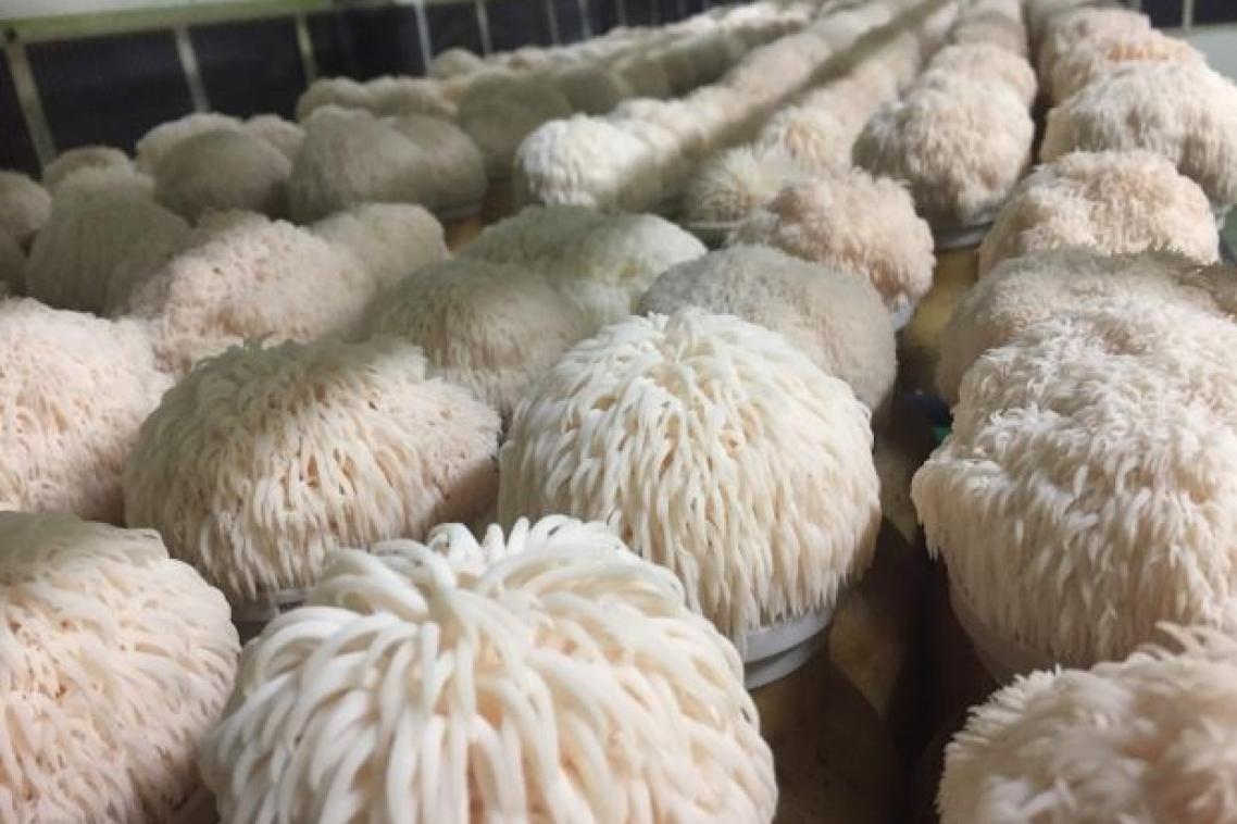 Lion's mane mushrooms growing in greenhouse. Image, UQ