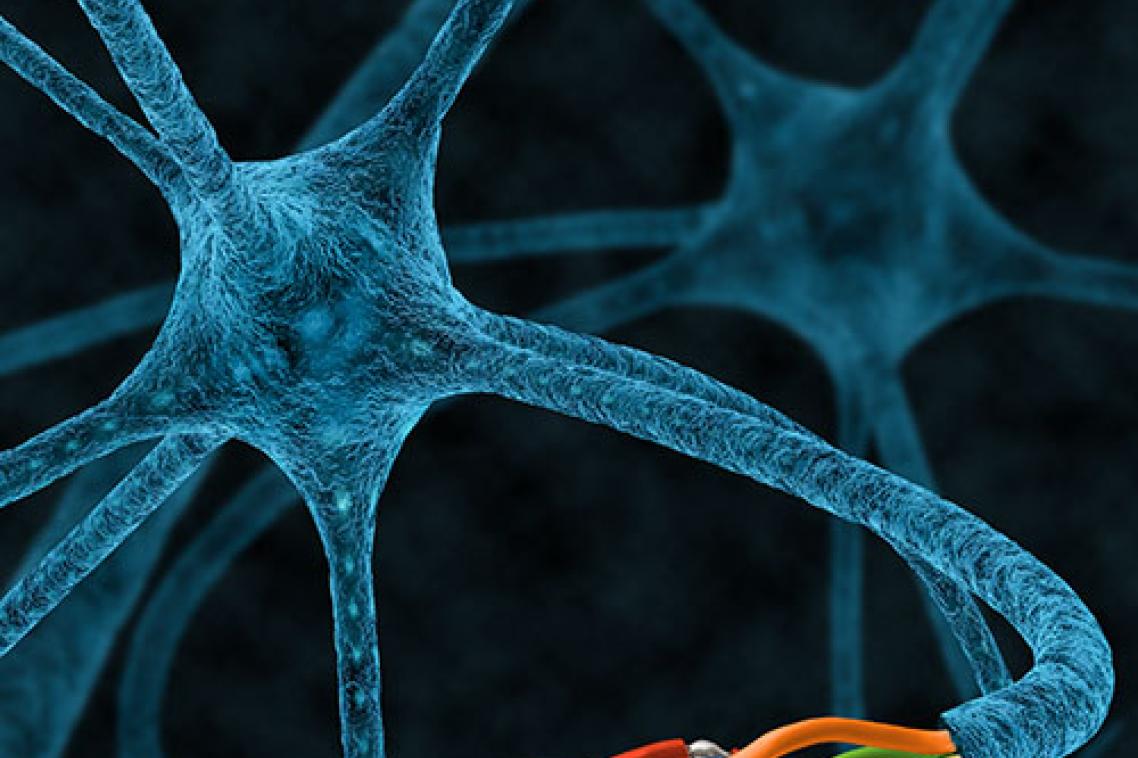 Injured axons of the nematode C. elegans and other invertebrate species are able to rejoin with their separated segments, preventing degeneration and restoring the original axonal tract in a process known as axonal fusion. Credit: Nick Valmas
