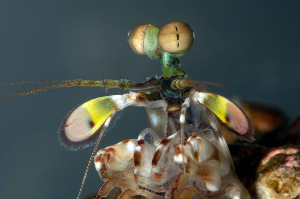 Mantis shrimp have four times as many colour receptors as humans do.