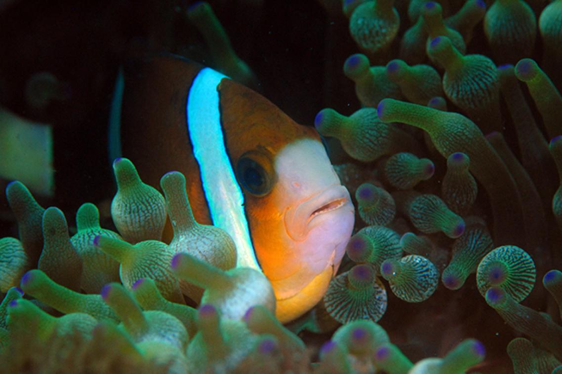 A anemonefish in an anemone.