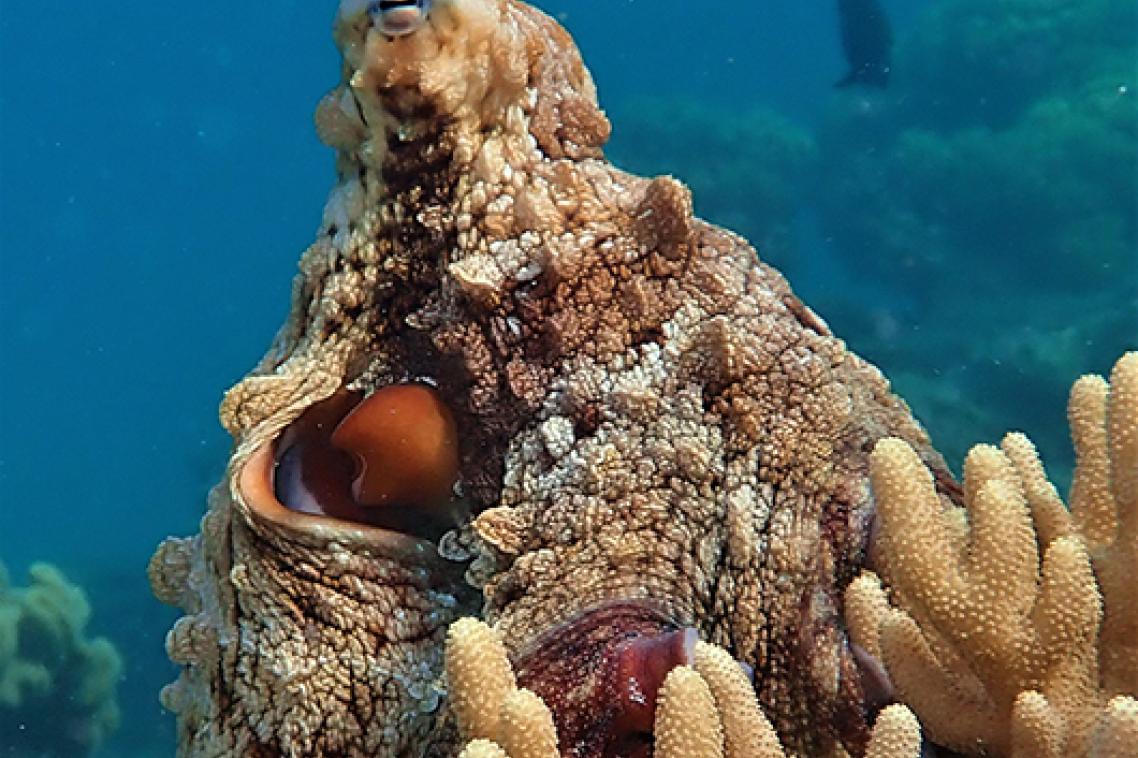 An octopus swimming through a coral reef.