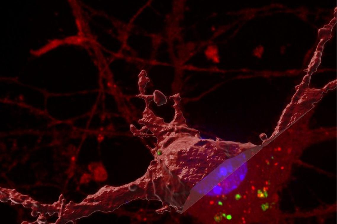 Image credit: Dr Juan Polanco, The University of Queensland.
