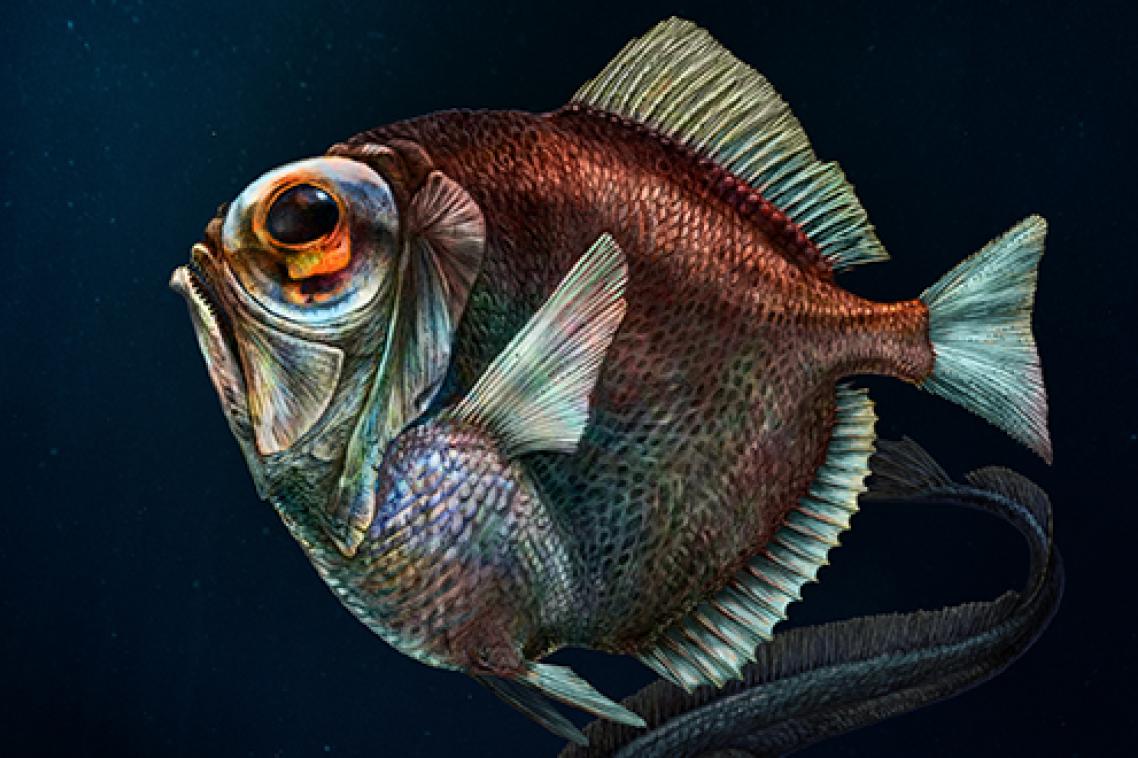 One deep-sea fish with enhanced vision: silver spinyfin (Diretmus argenteus)