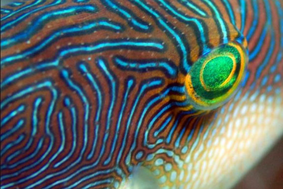 Some animals use fluorescence or ‘enhanced’ colours