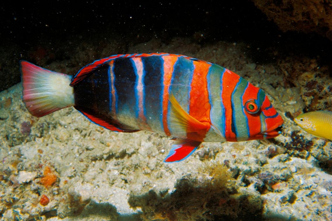 The harlequin tuskfish is a predatory wrasse found on the Great Barrier Reef. It was found to express four classes of opsins, including the UV-sensitive SWS1 opsin, despite having UV-blocking ocular media. Photo: Steve Parish.