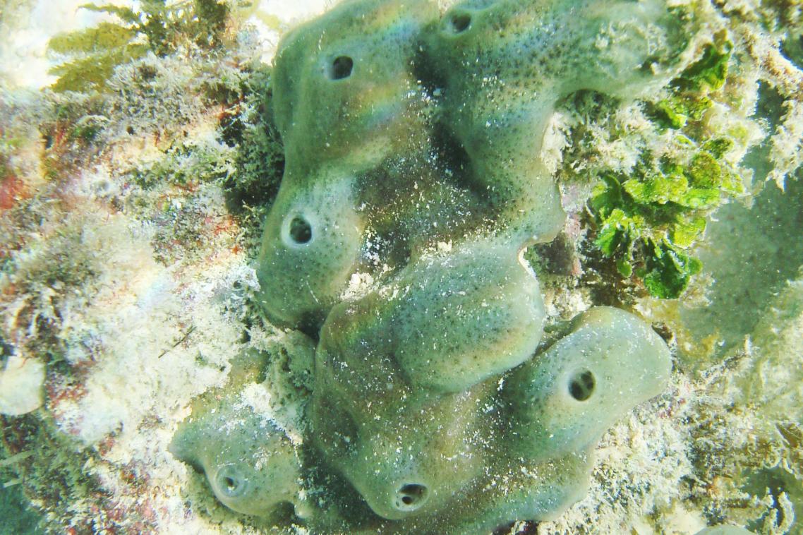 The study used Great Barrier Reef sponge Amphimedon queenslandica