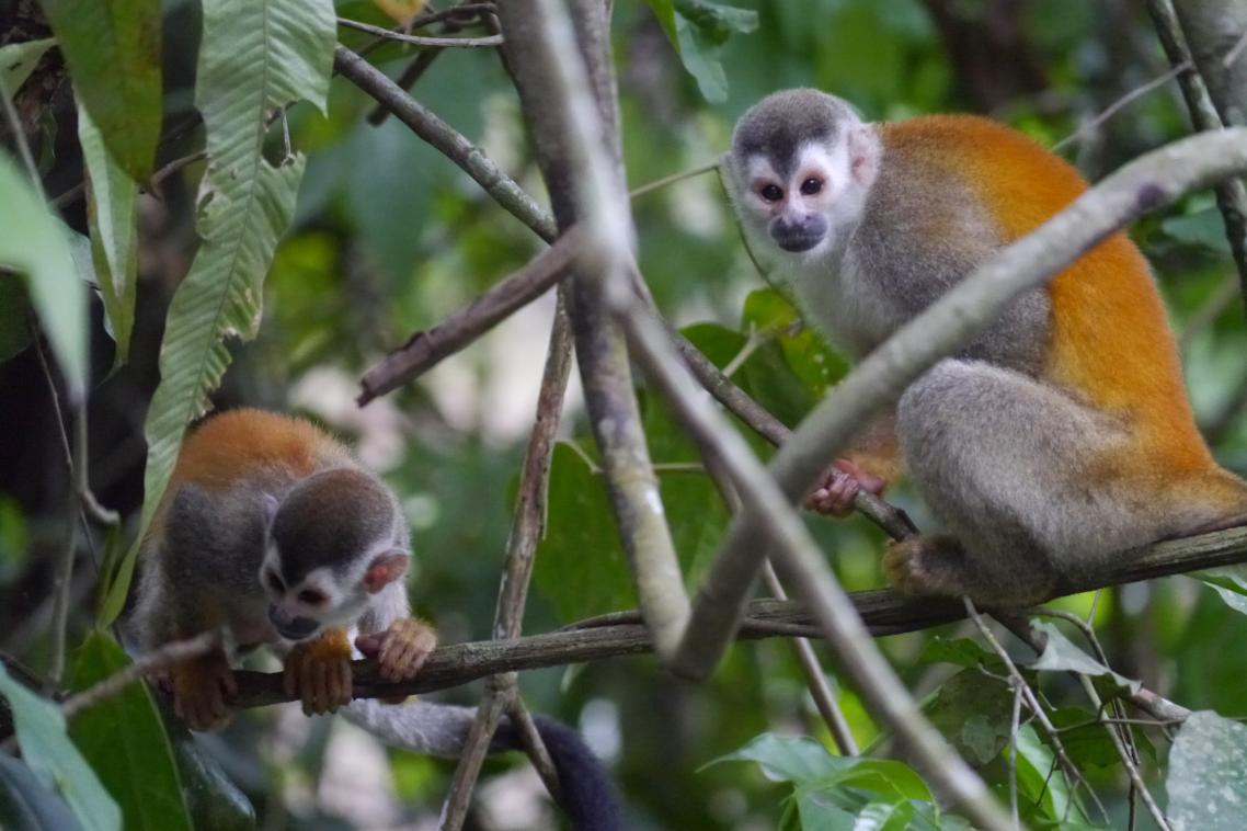 The Central American squirrel monkey is listed as vulnerable. Credit: Linda De Volder, MM Switzerland