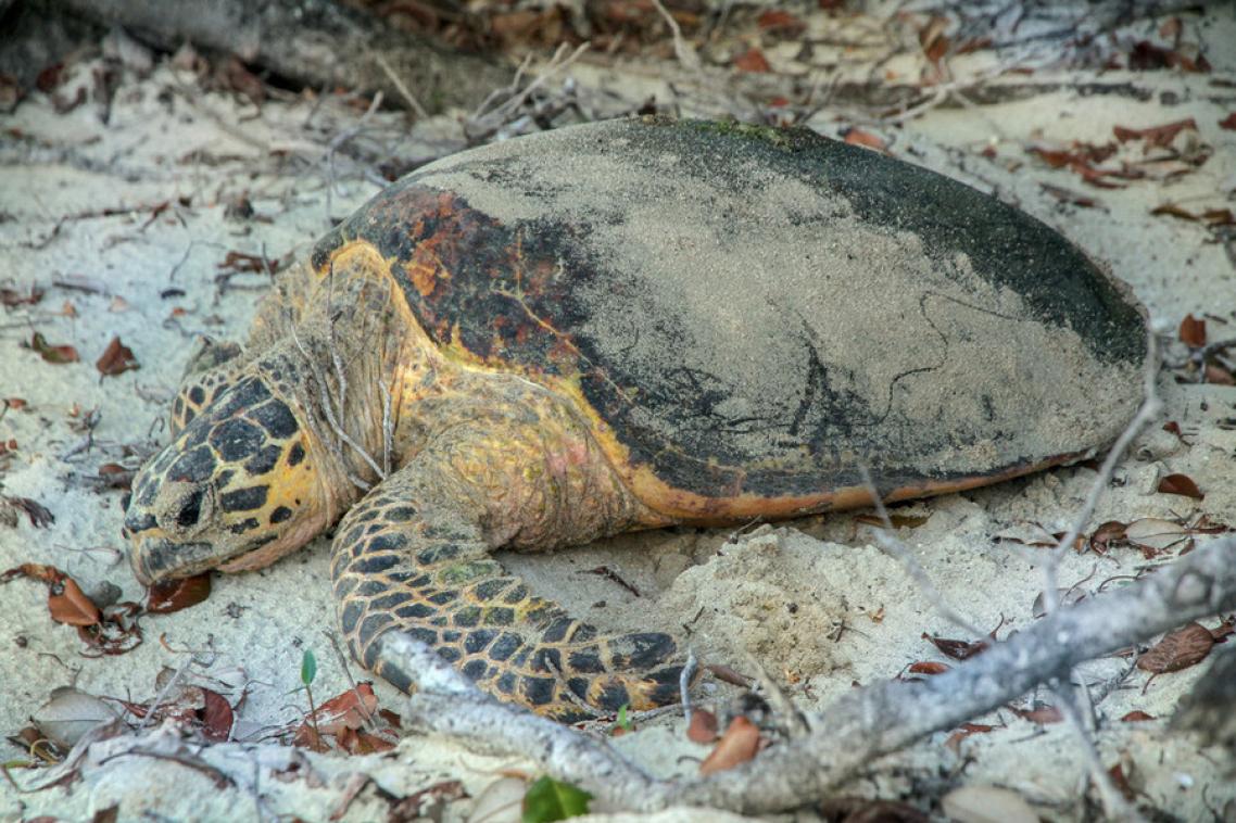 A turtle on the sand