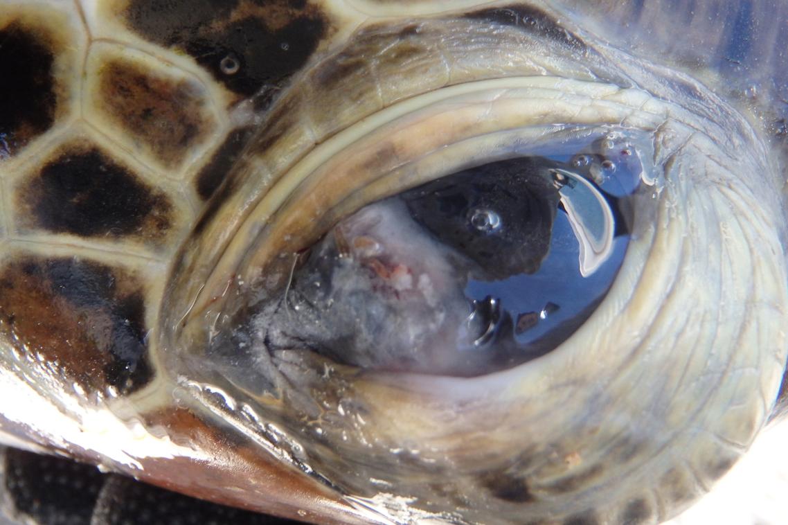 Great Barrier Reef turtle with lesion on its eye