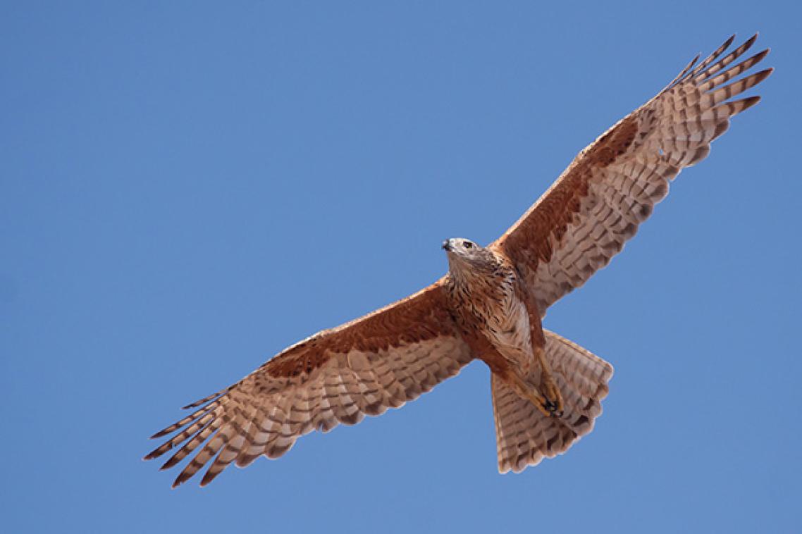 A red goshawk with its wings outstretched