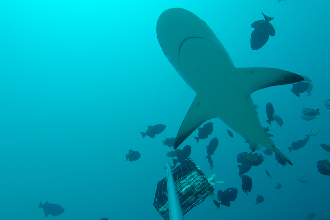 A Caribbean reef shark is surrounded by smaller fish. Credit: Global FinPrint project.