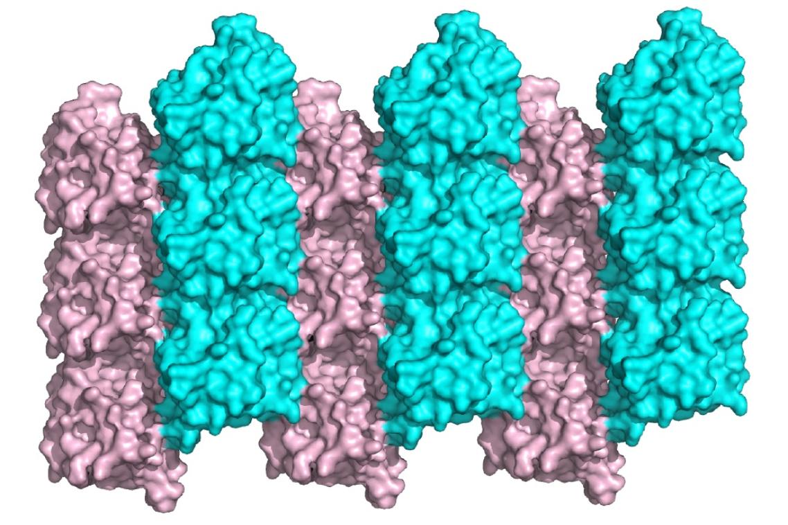 The protein studied , MyD88, is a key signalling molecule in innate immunity pathways