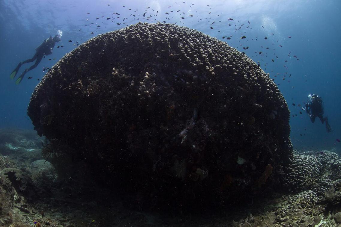 Photo of large coral