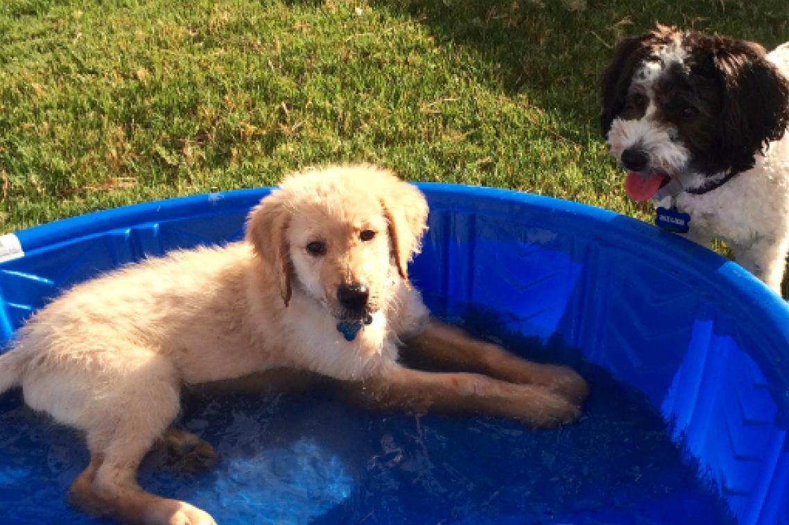 Dogs suspected of having the disease need to see a vet quickly