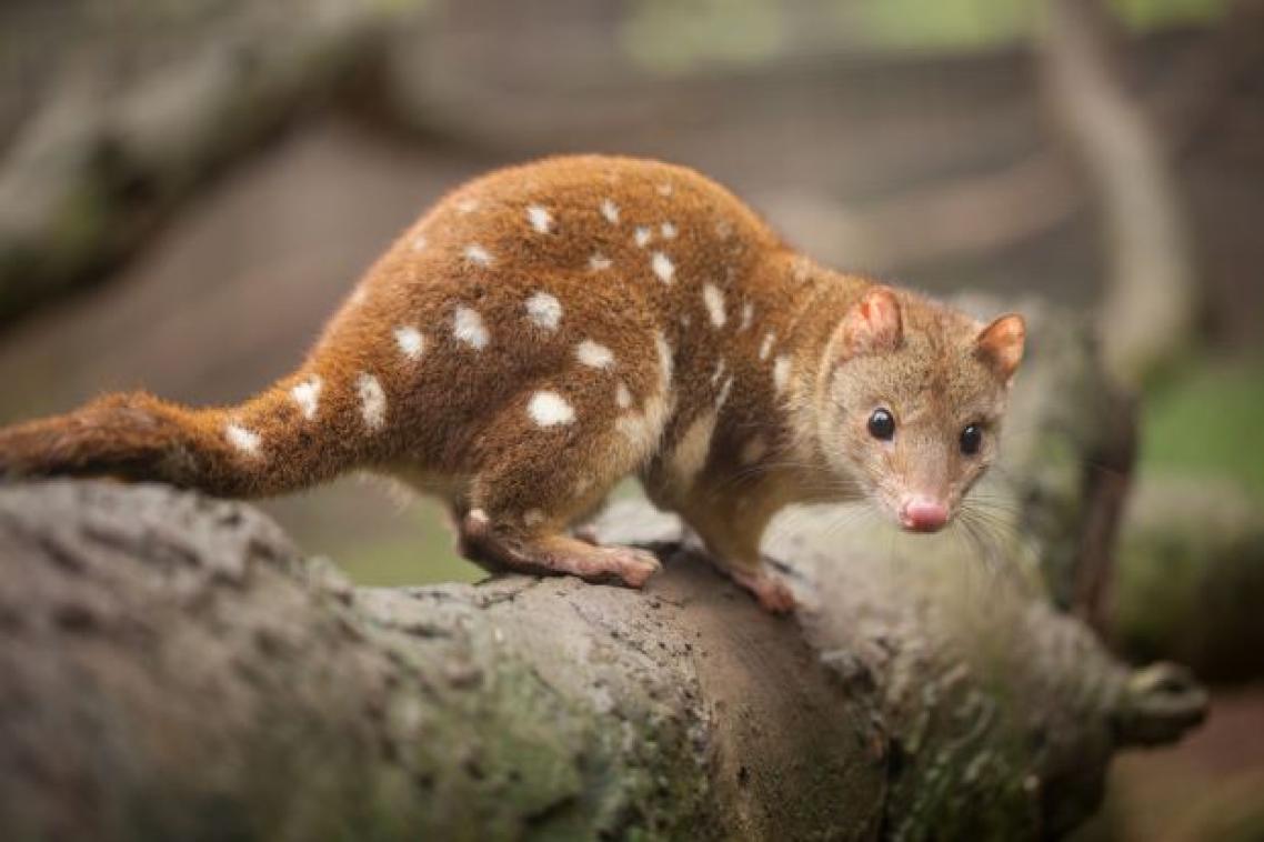 Tiger quoll on a tree branch