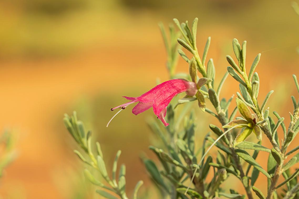 A single red flower on a shrub with small green leaves