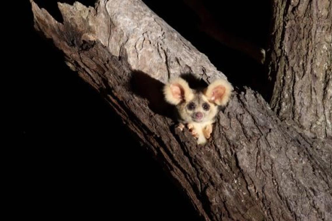 a greater glider with big ears peers from a hollow in a tree