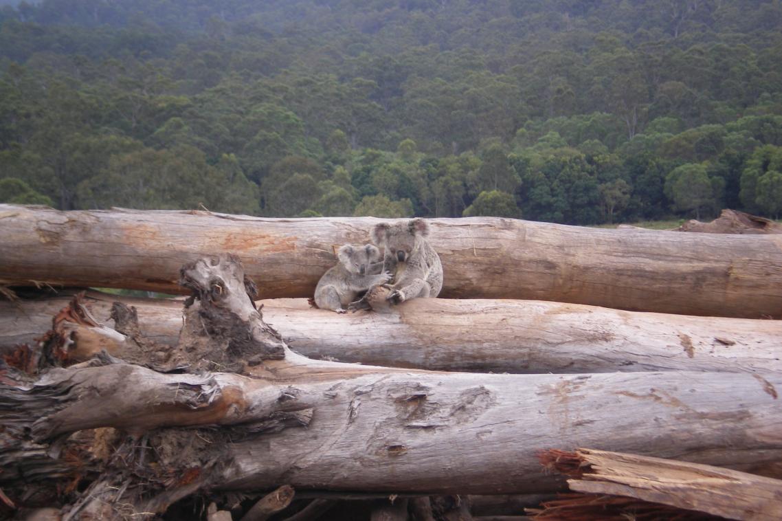Two koalas sitting on fallen tree trunks