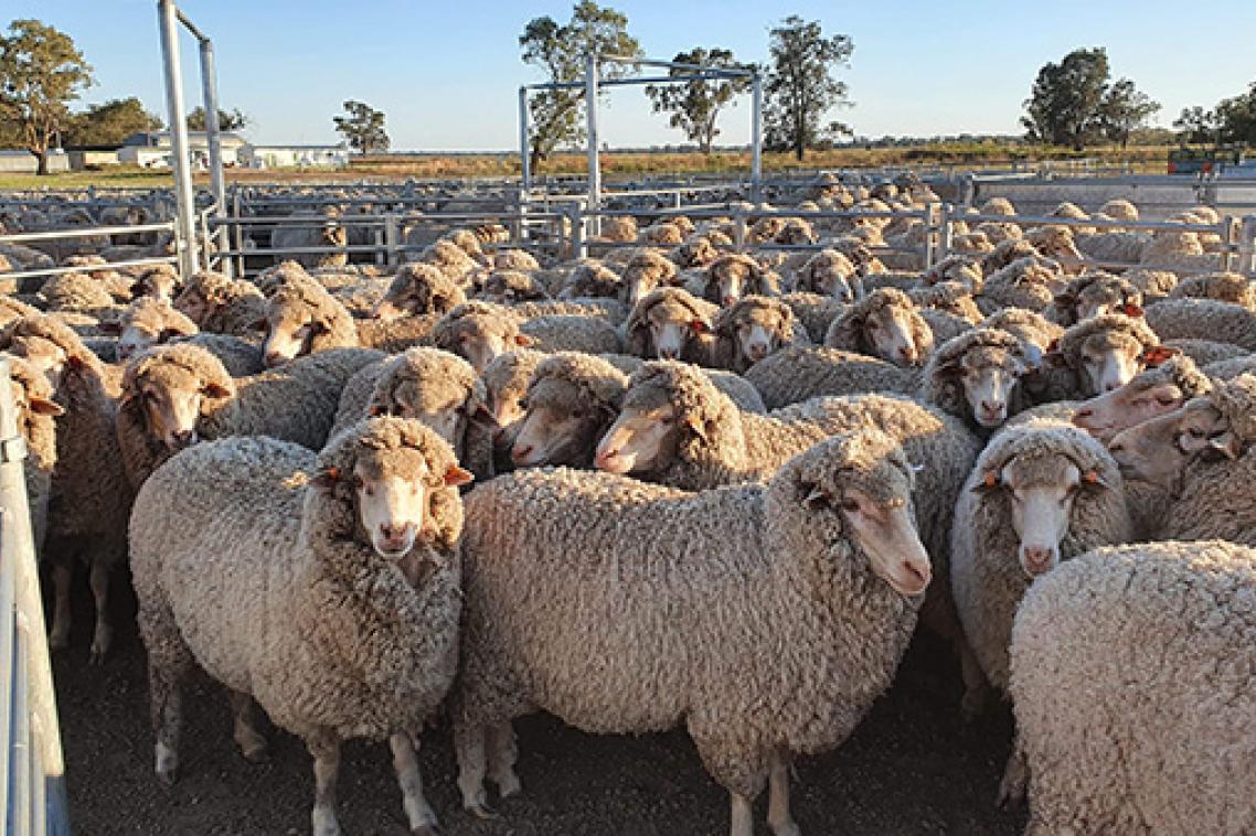 Flock of sheep standing close together looking in direction of camera