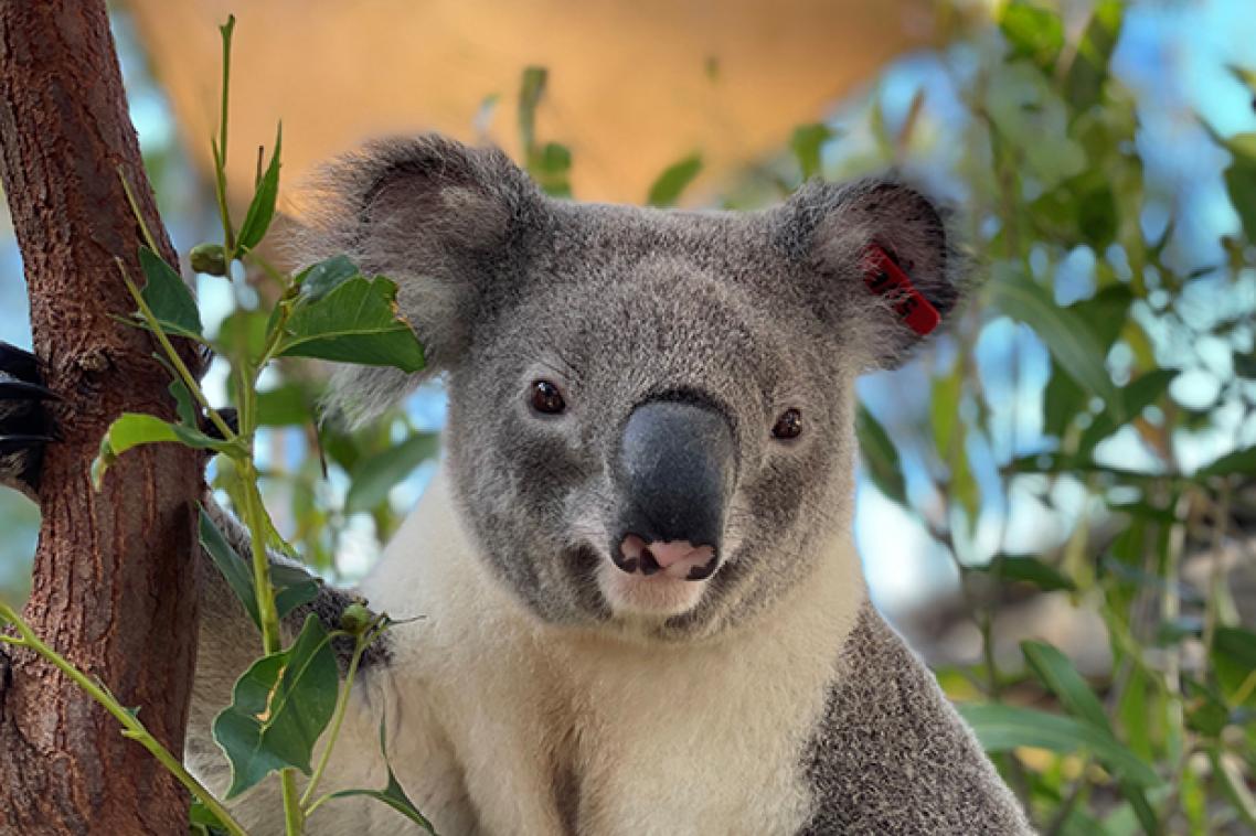 A koala in a gum tree.
