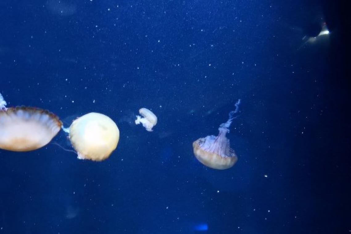 Neon jellyfish in aquarium 