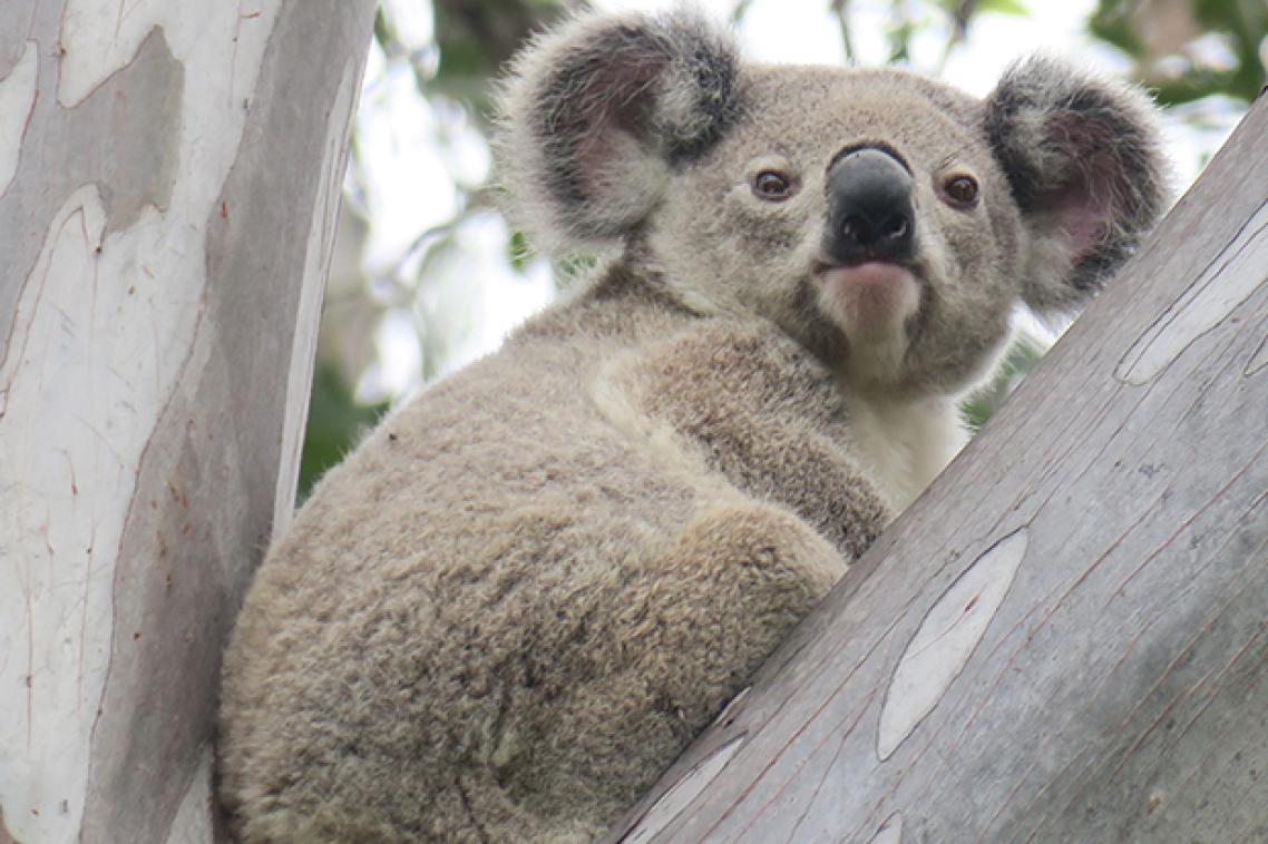 A koala sitting in a tree