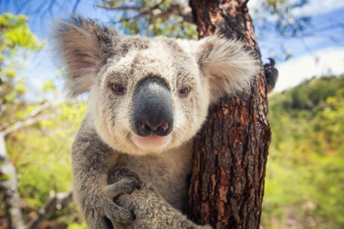 Close up of koala in tree. Image, Adobe.