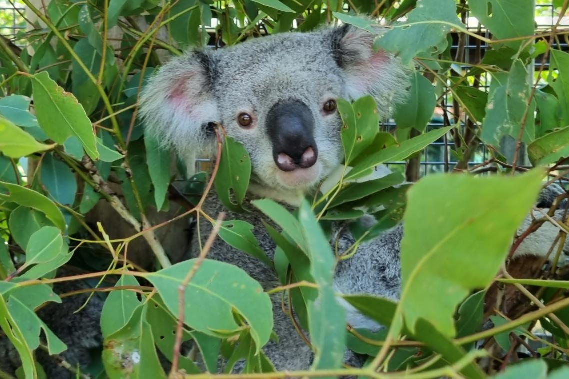 Koala joey in tree