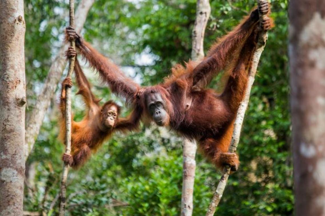 An orange orangutan swinging on a branch in thick jungle