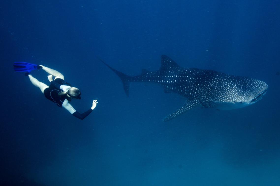Samantha Reynolds with a whale shark - image Janine Marx