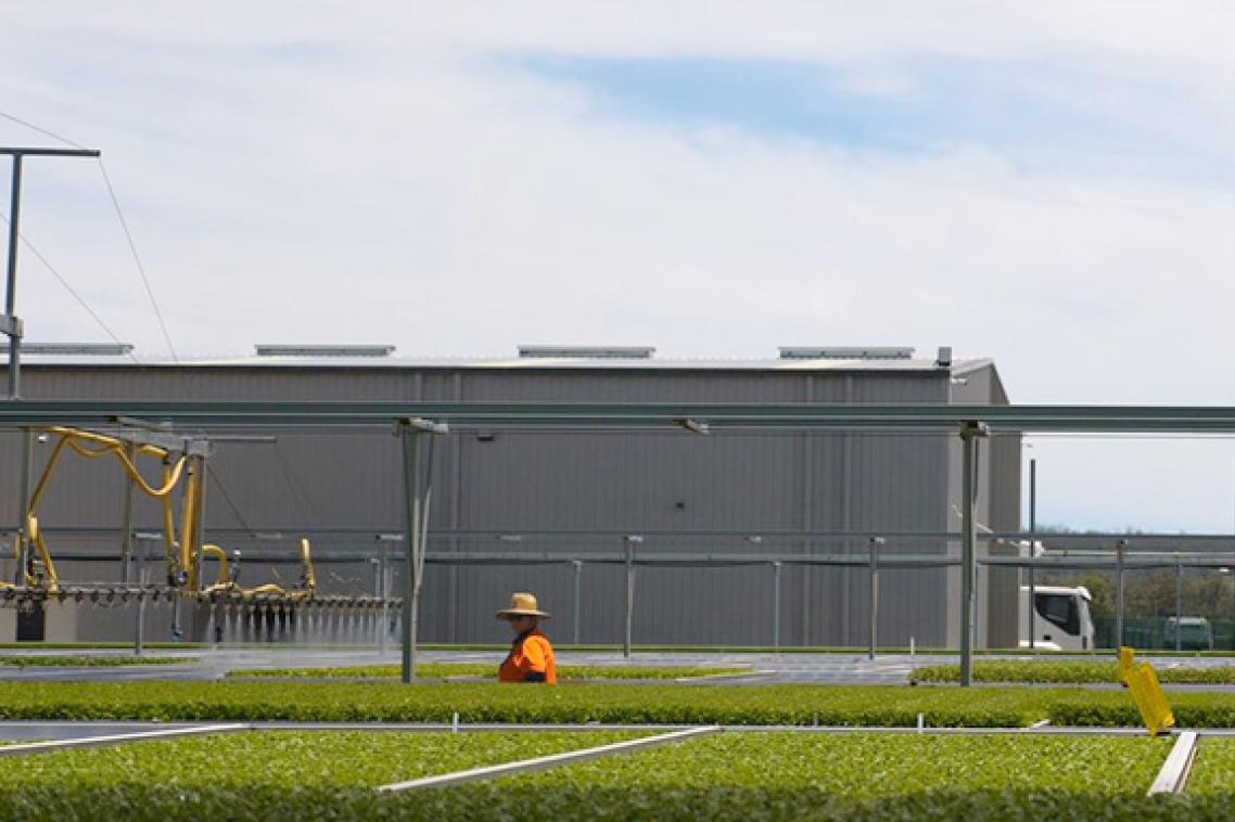 an overhead irrigator moving across trays of plant seedlings