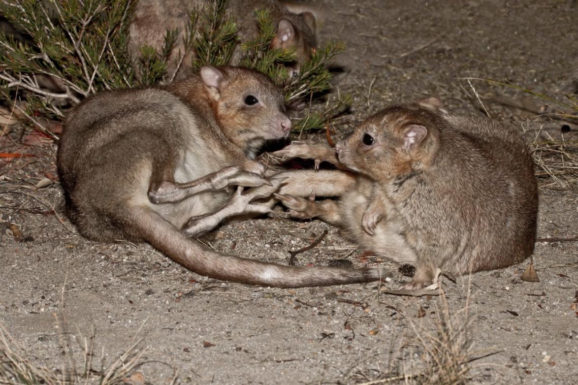 Nest predators: boodies, a type of bettong (above), Image: John Lawson; a brushtail possum (below), Image: Andrew Mercer; a woylie (below left), Image John Lawson; and the painted button quail (below right), Image Greg Miles.