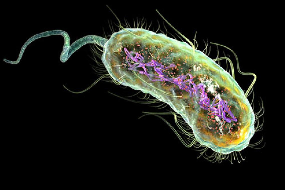 An artist's impression of E. coli, which infects over 150 million people worldwide.