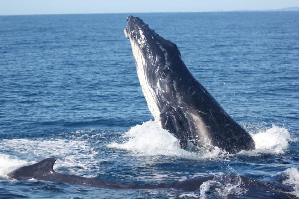 Humpback whales swimming and breaching in waters off Queensland's Sunshine Coast. Image, UQ