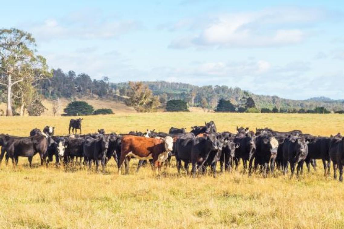A herd of black cattle with one brown and white animal in the centre stands in a field of dry grass with forested hills in the background