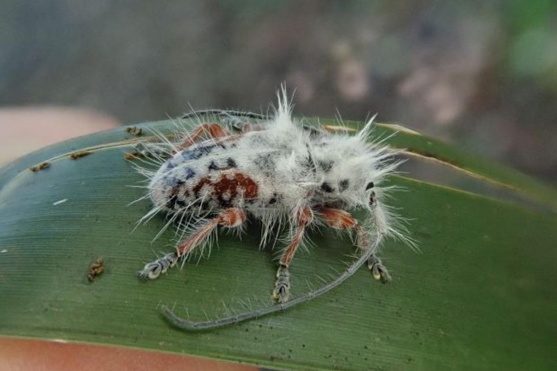 Dark coloured beetle covered in white hairs sitting on green leaf. Image: James Tweed.