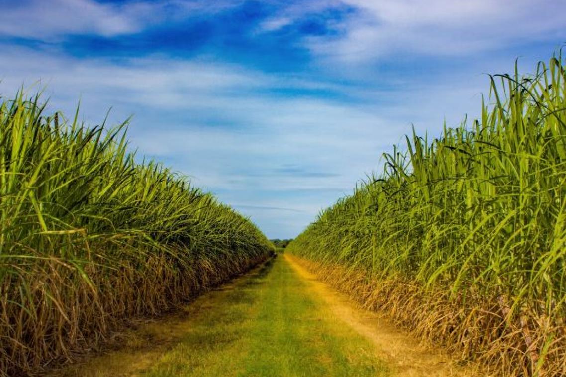 A view down a grassy path between rows of tall sugarcane plants with a bright blue sky above