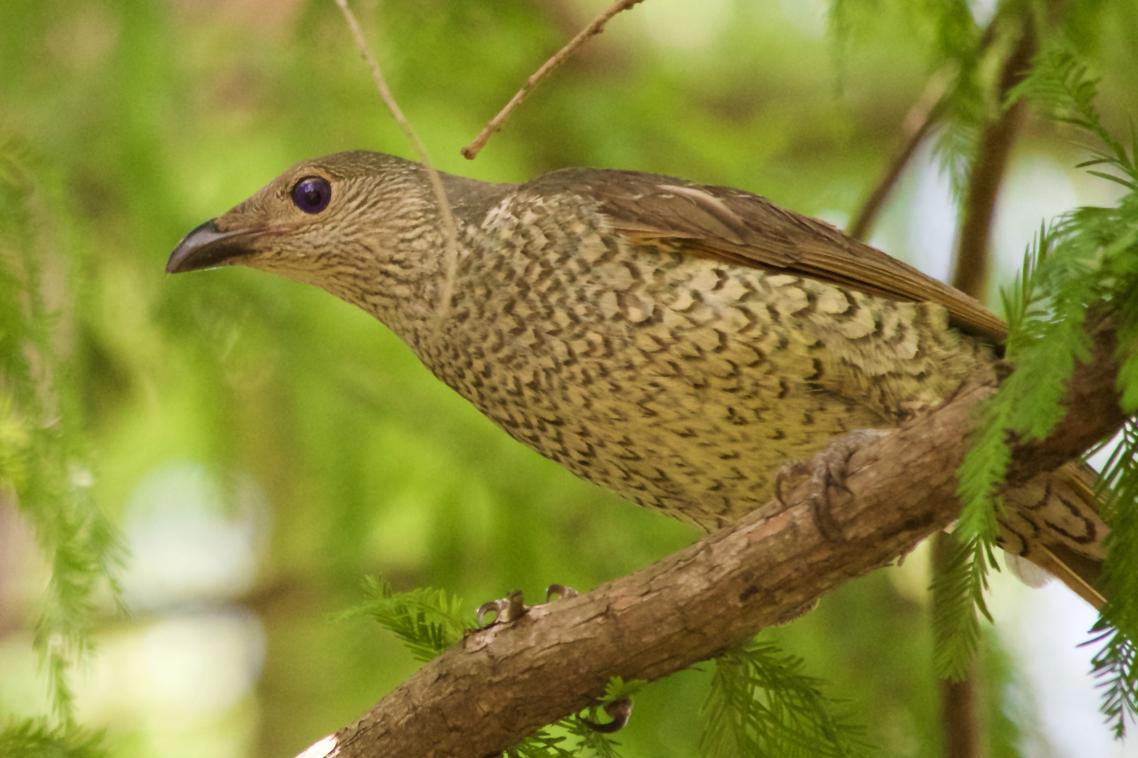 A light brown coloured bird sitting on a branch