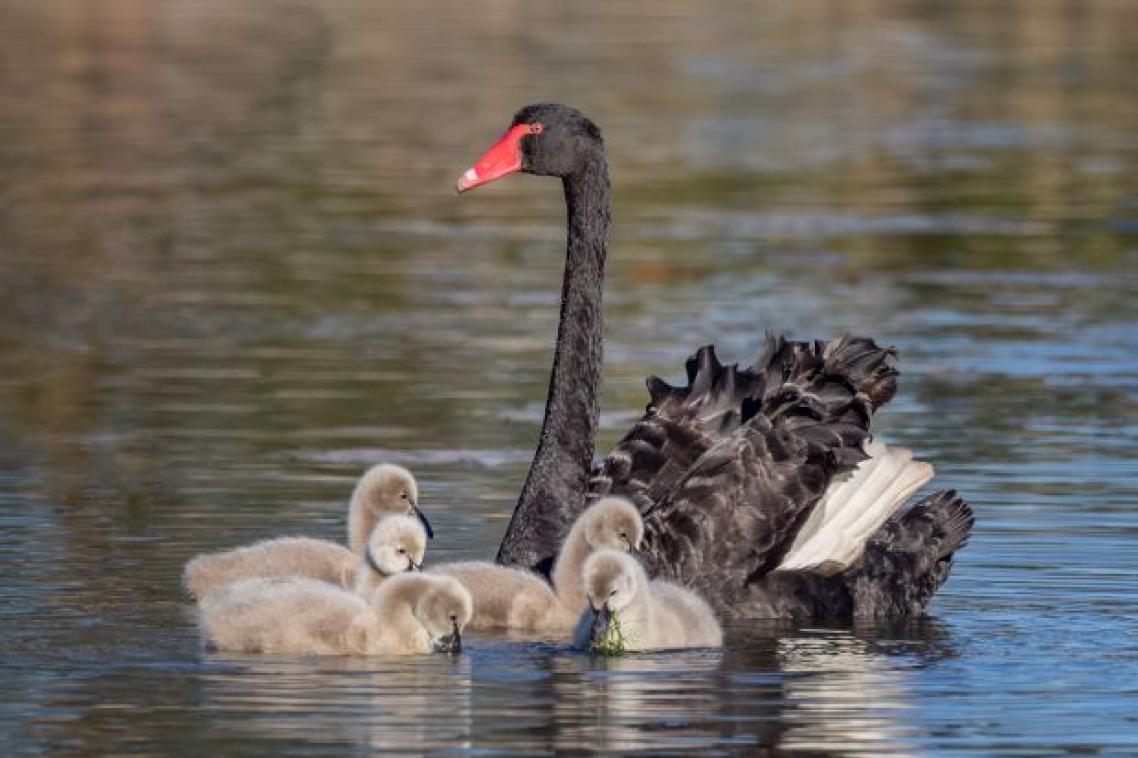 A black swan with a red beak on water with a group of grey fluffy cygnets in front of her