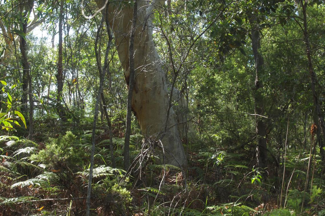 Woodland in the Cooloola dunes near Rainbow Beach. Image: Lui Weber