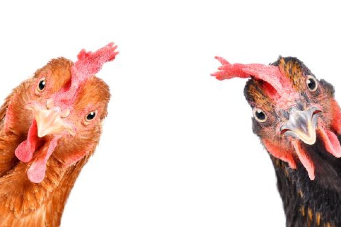 Two red feathered chickens looking straight at the camera