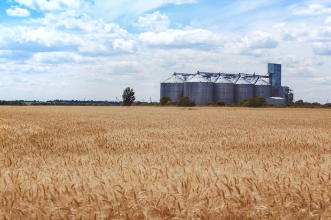 A brown barley field