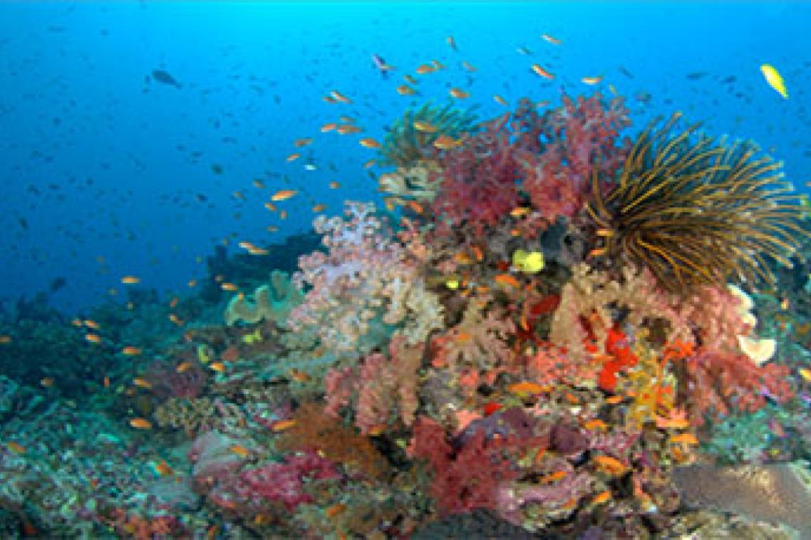 Colourful coral on the ocean floor, surrounded by small fish and blue water in the background.