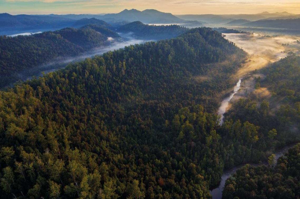 "Tarkine in motion", threatened forest region in Tasmania