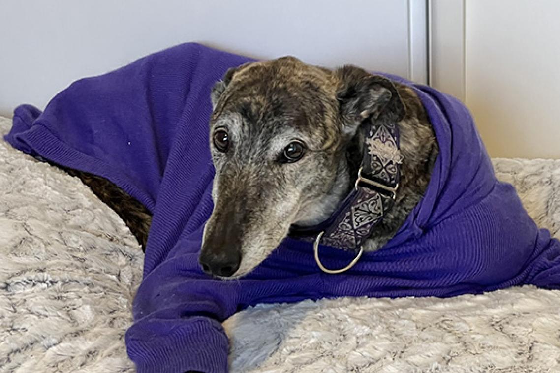 a grey and black dog in a blue jumper lies on a mattress