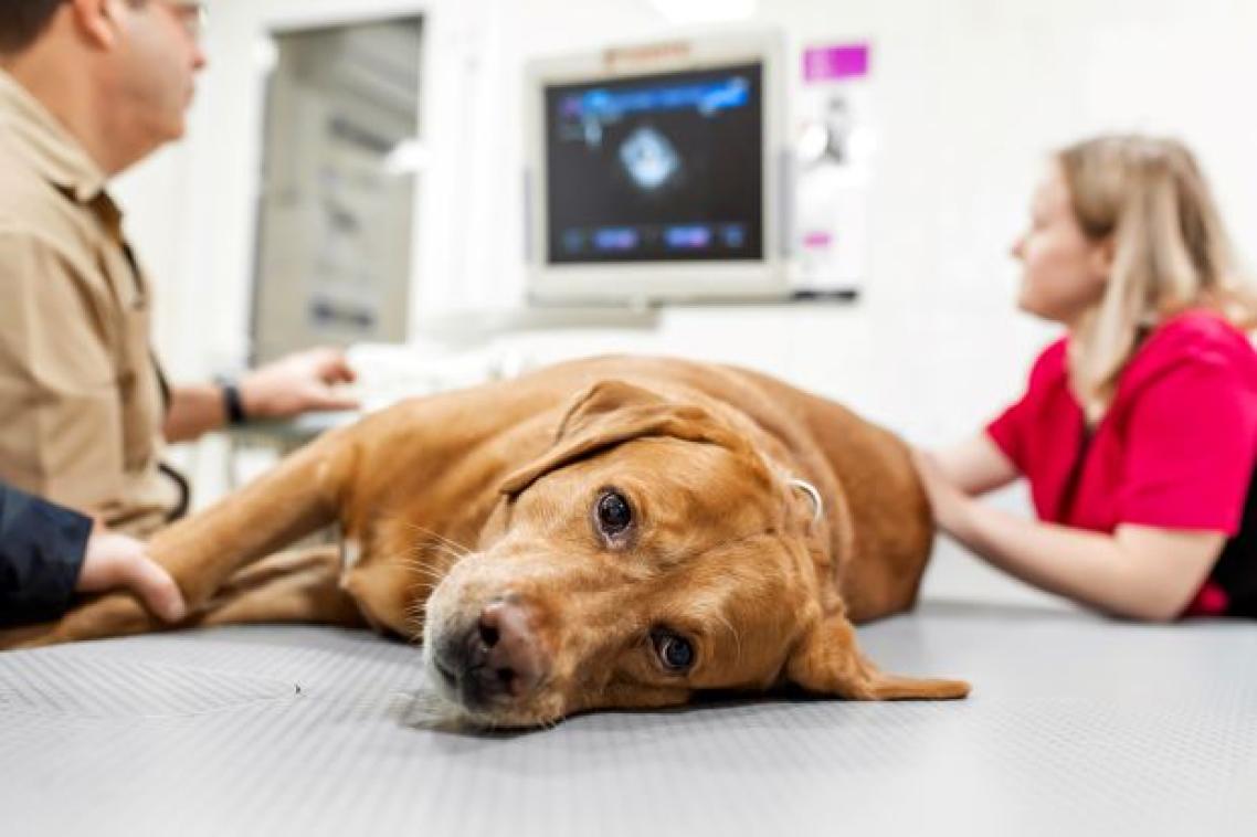 A large brown dog lies on its side on a table in a vet examining room, staring at the camera.