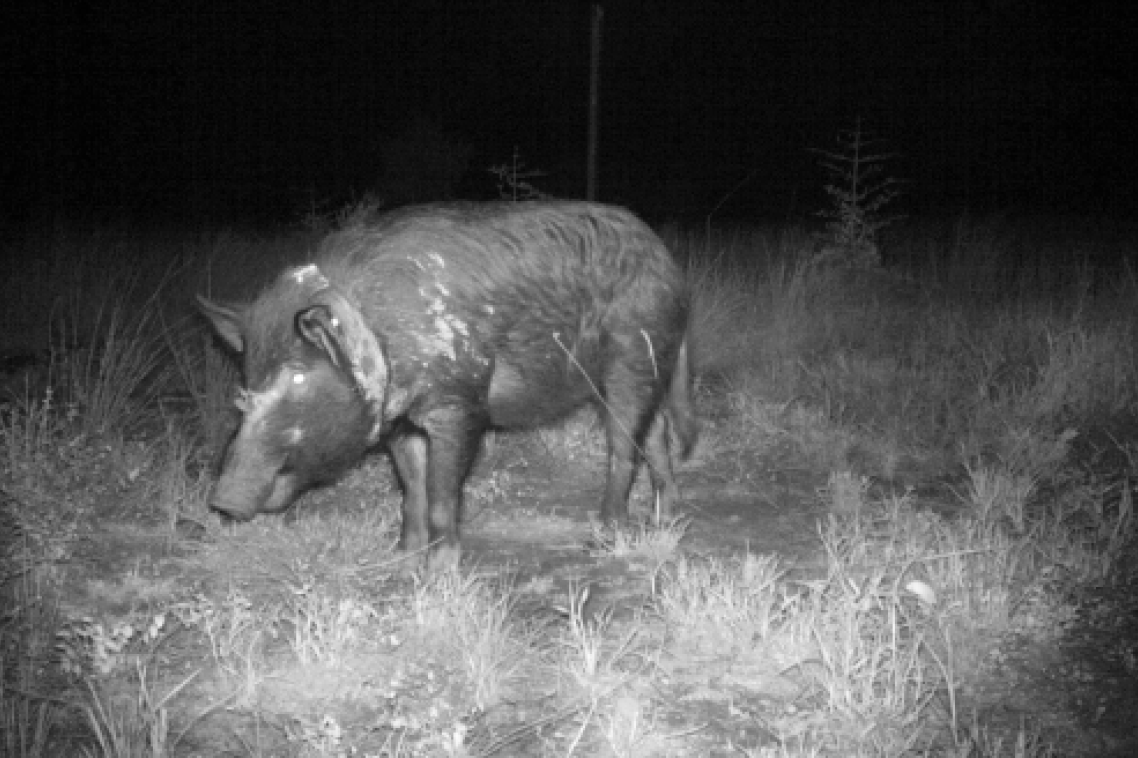 A feral pig wearing a tracking collar.