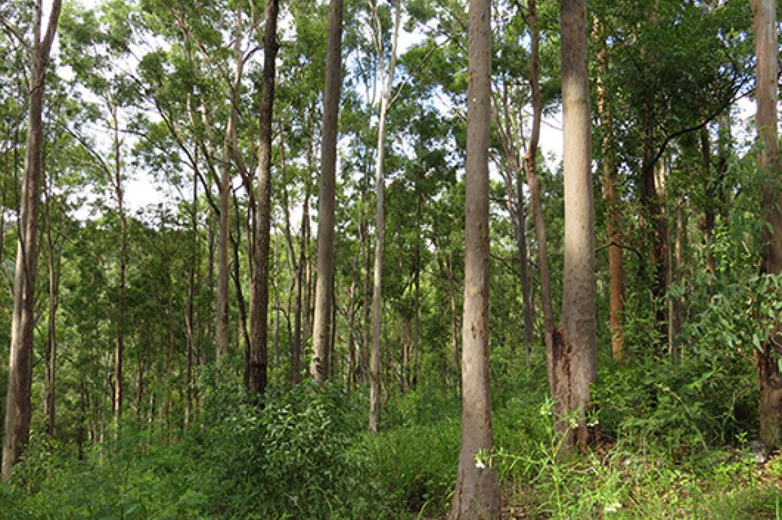 A forest of tall gum trees