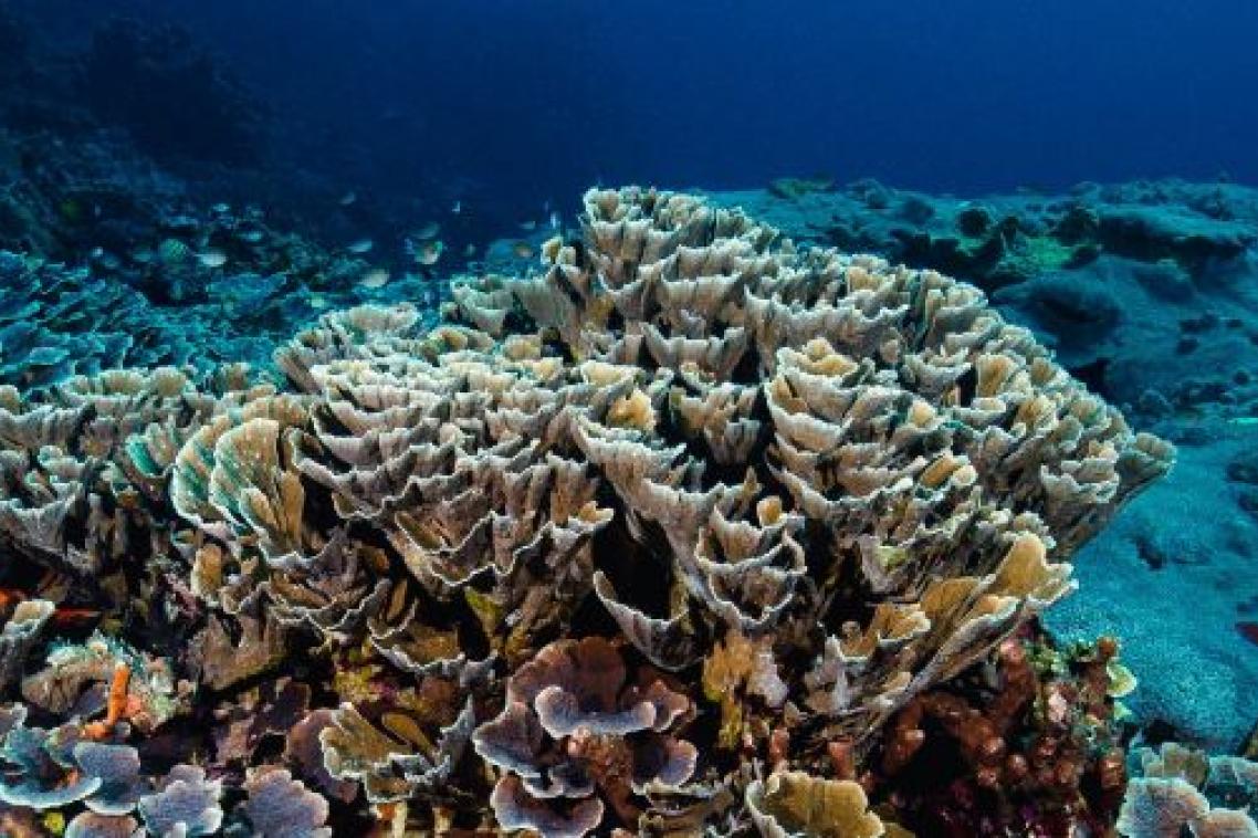 An underwater photo of a large coral structure.