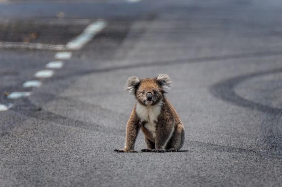 a koala sits on grey road surrounded by tyre marks